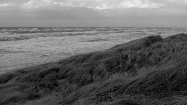Grass Sea Coast Wallpaper