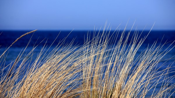 Grass Sea Wind Sky Wallpaper