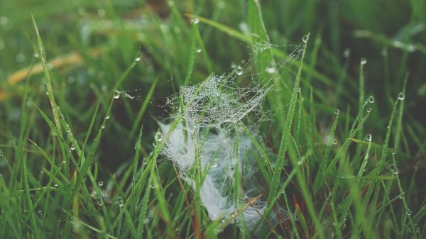 Grass Spiderweb Dew Wallpaper