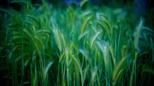 Grass Stalks Green Wallpaper
