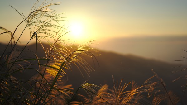 Grass Sun Sunset Wallpaper