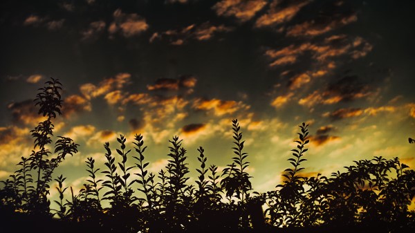 Grass Sunset Clouds Wallpaper