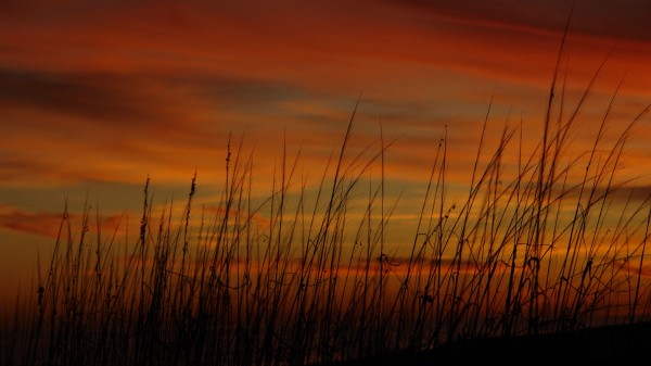 Grass Sunset Sky Wallpaper