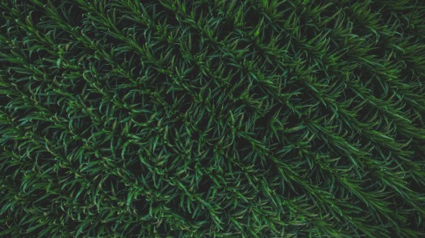 Grass Surface Background Green Wallpaper