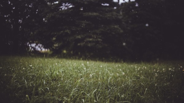 Grass Trees Blur Wallpaper