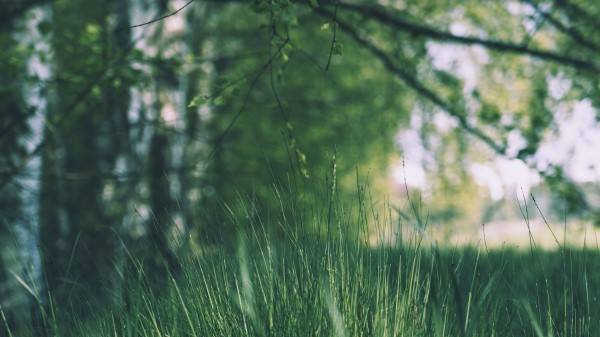 Grass Trees Meadow Wallpaper