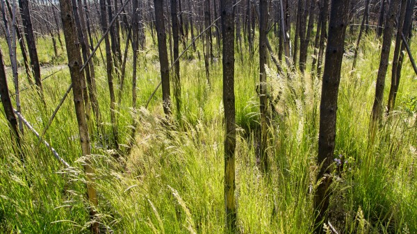 Grass Trees Spike Wallpaper