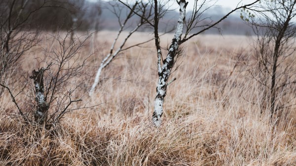 Grass Trees Swamp Wallpaper