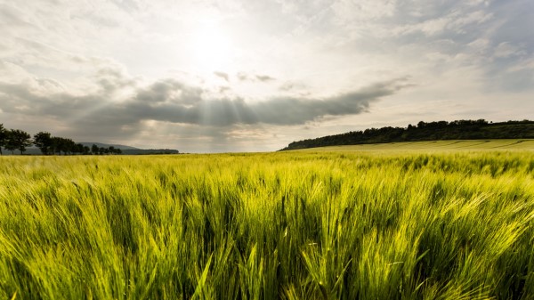Grass Vastness Rays Wallpaper