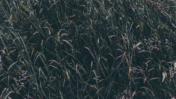 Grass Vegetation Field Wallpaper
