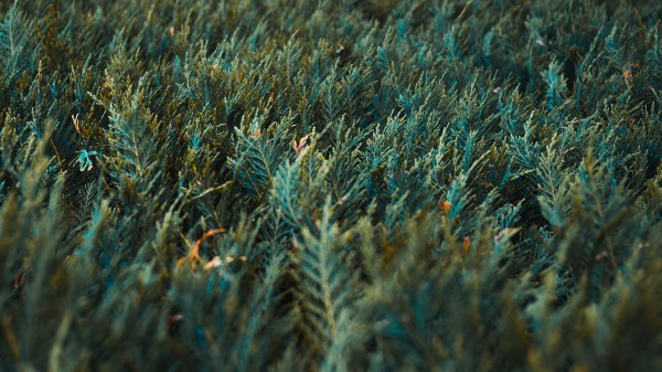 Grass Vegetation Green Wallpaper