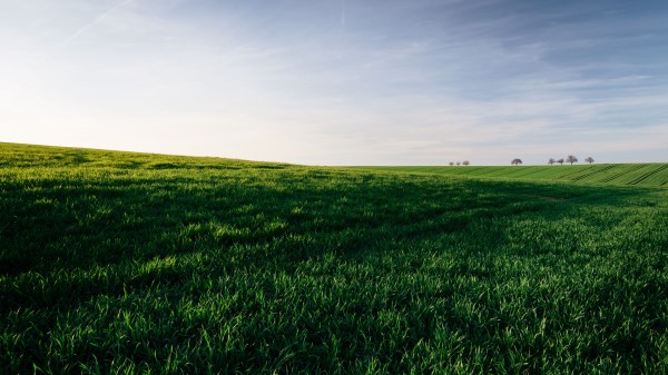 Grasses Field Horizon Wallpaper