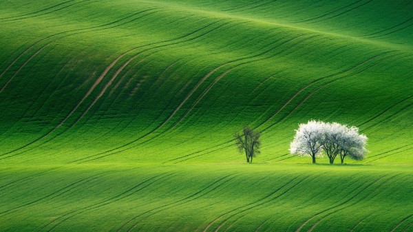 Green Landscape 2 Wallpaper