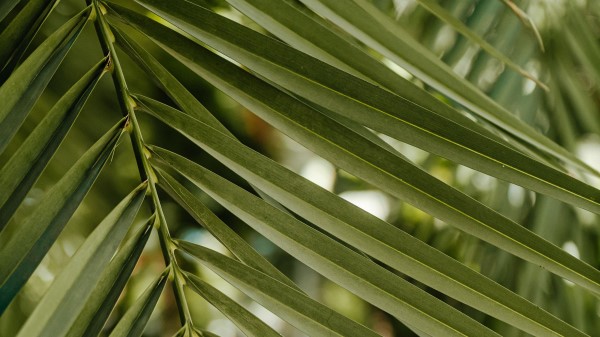 Green Leaf Stem Wallpaper