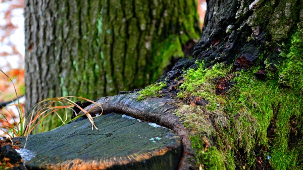 Green Tree Winter Wallpaper