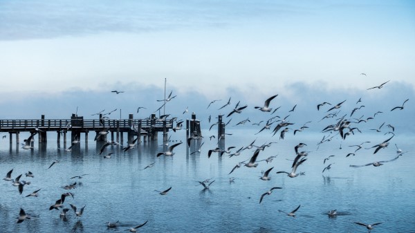 Gulls Pier Sea Flight Wallpaper