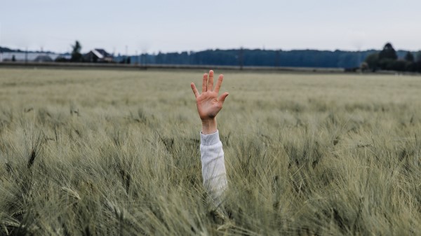 Hand Kid Field Wallpaper