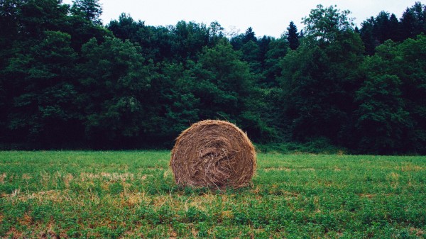 Hay Grass Forest Wallpaper
