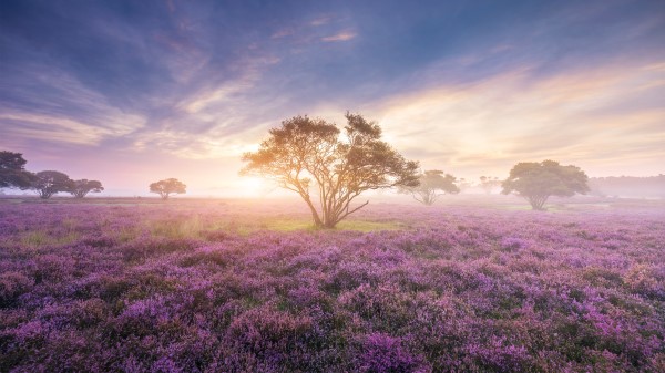 Heath In Bloom Al Wallpaper