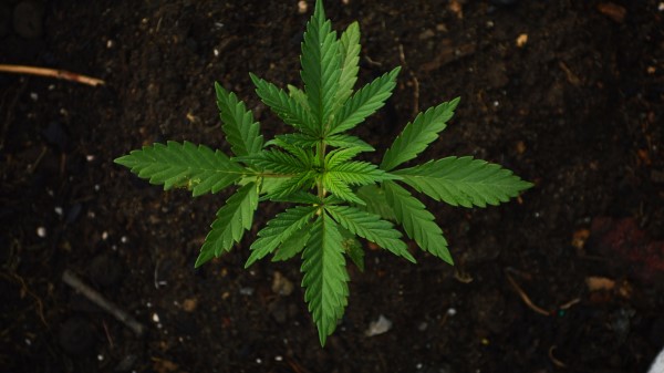 Hemp Leaves Plant Wallpaper