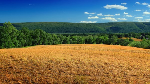 Hill Field Bushes Wallpaper
