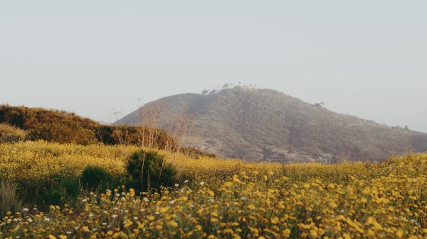 Hill Flowers Field Wallpaper