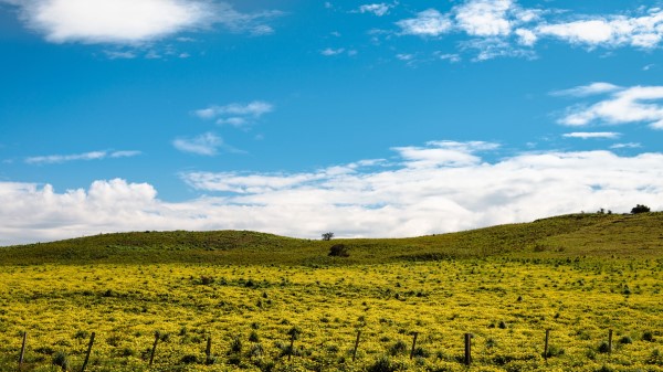 Hill Flowers Grass Wallpaper