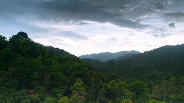 Hill Forest Trees Image Wallpaper