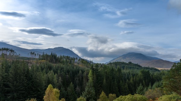 Hill Forest Trees Picture Wallpaper