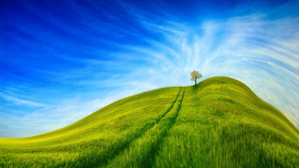 Hill Grass Tree Wallpaper