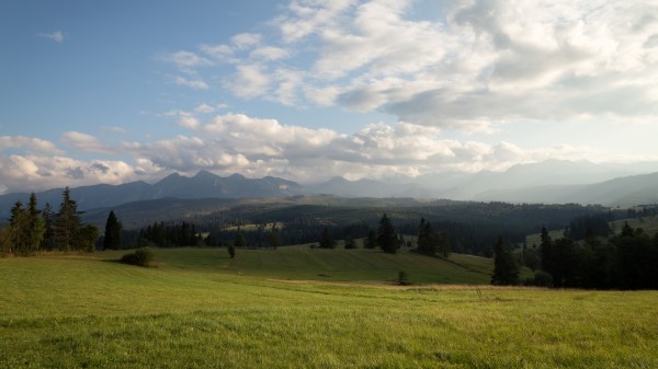Hill Meadow Grass Wallpaper