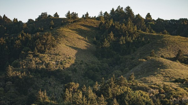 Hill Slope Trees Image Wallpaper