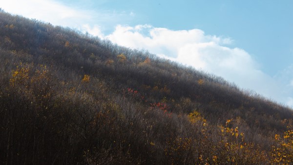 Hill Slope Trees wallpaper