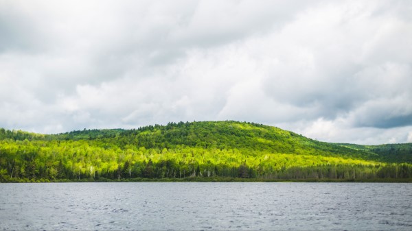 Hill Trees Forest Wallpaper