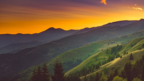 Hill Trees Grass Wallpaper