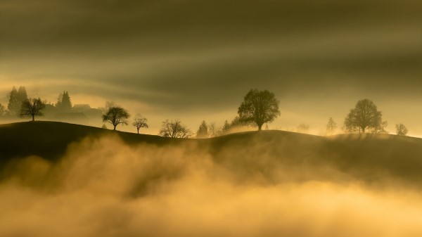 Hills Trees Fog Picture Wallpaper