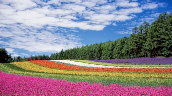 Hokkaido Japan Flowers Field Wallpaper