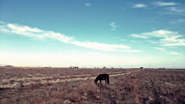 Horse Steppe Pasture Lonely Bushes Sky Grass Fade Wallpaper