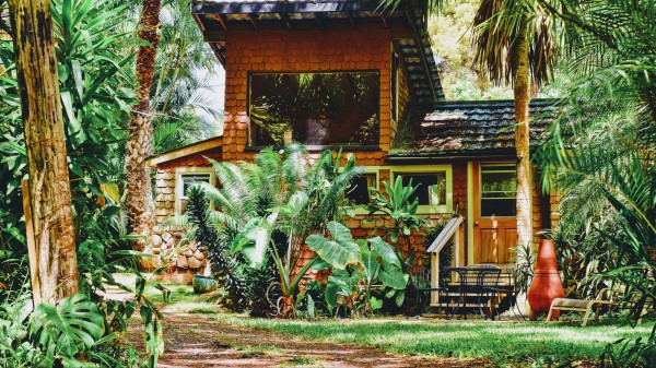 House Palm Tree Plants Sunlight Wallpaper