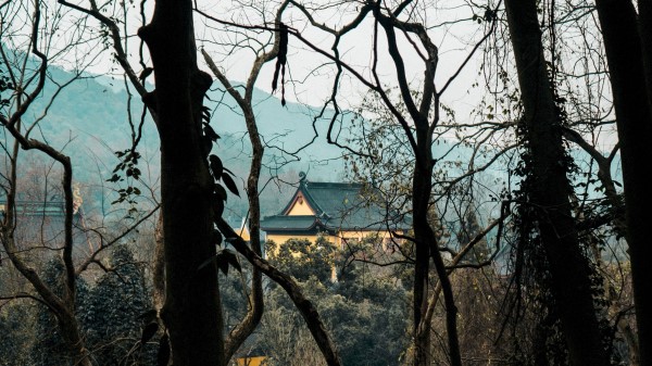 House Trees Branches Wallpaper