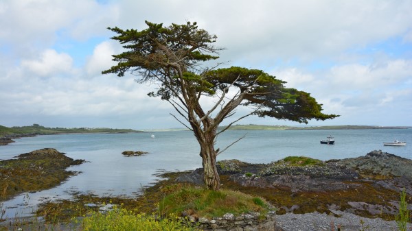 Ireland Coast Tree Wallpaper