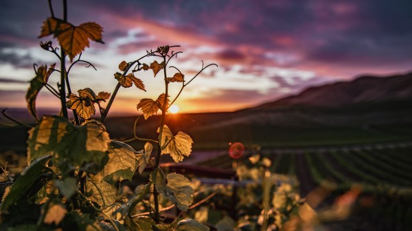Ivy Plant Sun Wallpaper