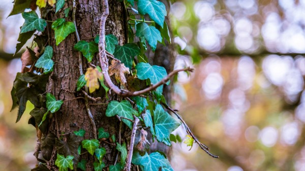 Ivy Tree Foliage Trunk Wallpaper