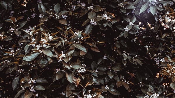 Jasmine Bush Leaves Wallpaper