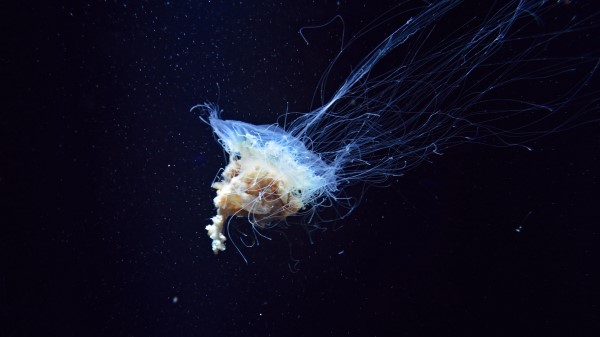 Jellyfish Tentacles Underwater World Wallpaper
