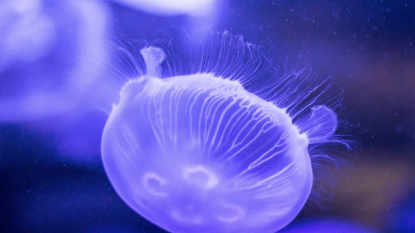 Jellyfish Underwater Close Up Image Wallpaper