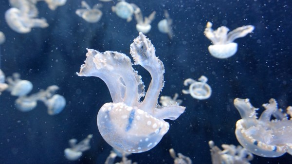 Jellyfish Underwater Tentacles Swimming Wallpaper