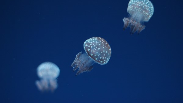Jellyfish Underwater World Spots Wallpaper