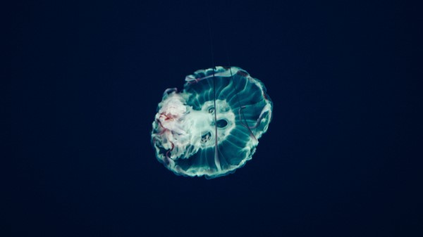 Jellyfish Underwater World Tentacles Ocean Wallpaper