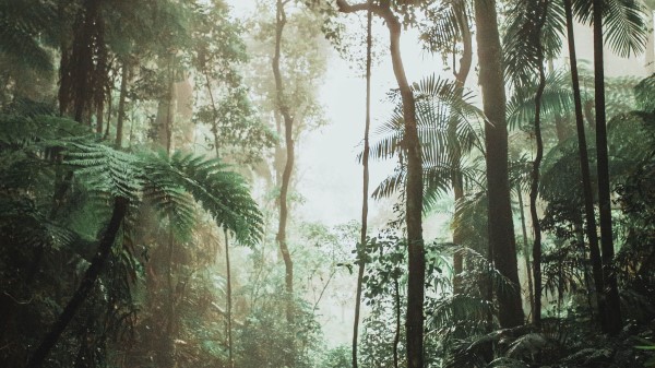 Jungle Forest Liana Wallpaper